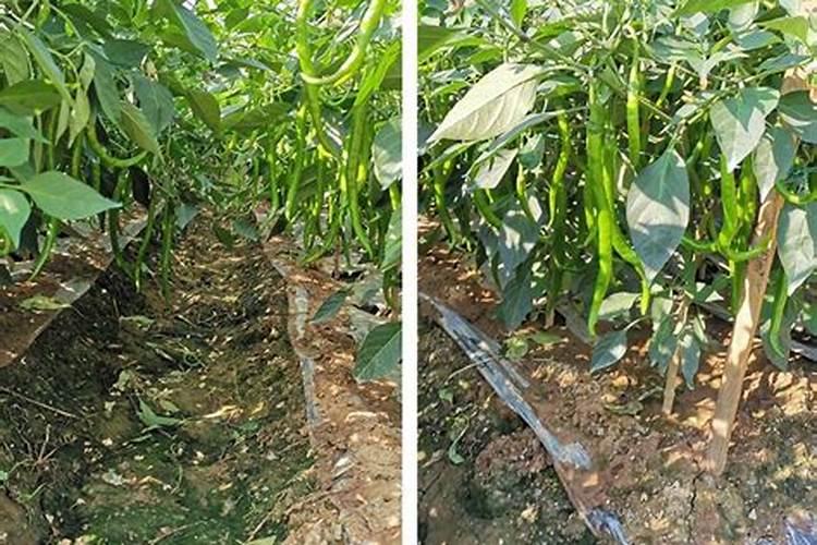 辣椒追肥什么肥料好？水溶肥好吗