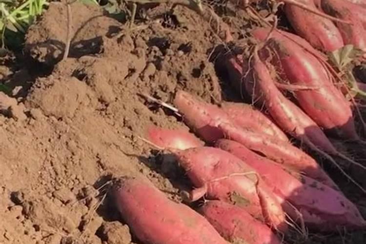 如何施用？钙肥有哪些种类？