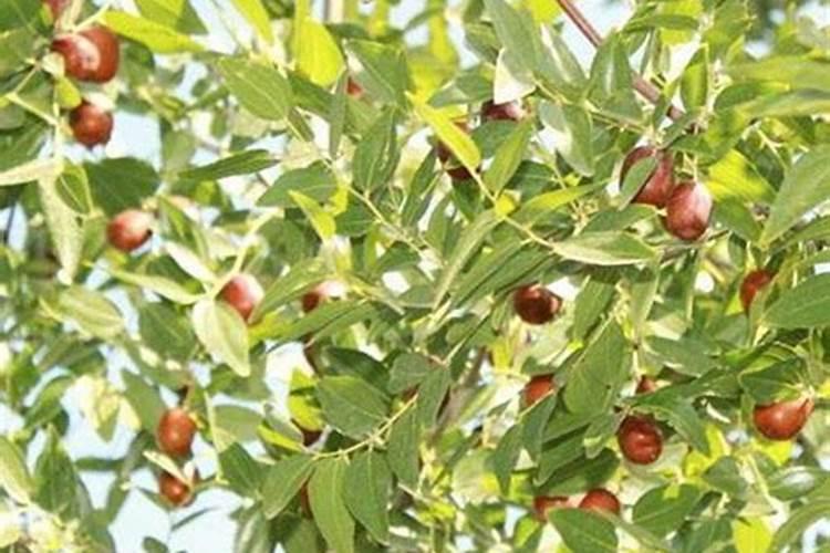 家养枣树用什么肥料 枣树施肥后如何养护