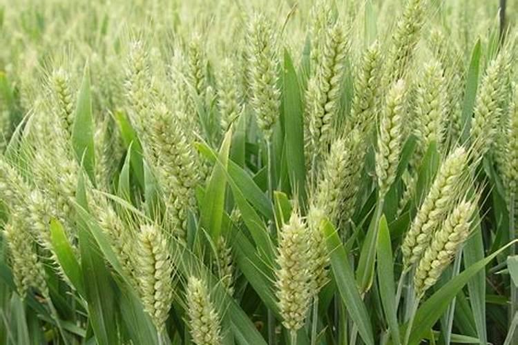 一文读懂肥料增效剂及氮肥增效!