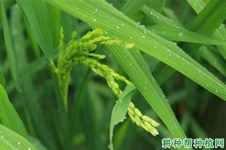 百合适合施什么肥