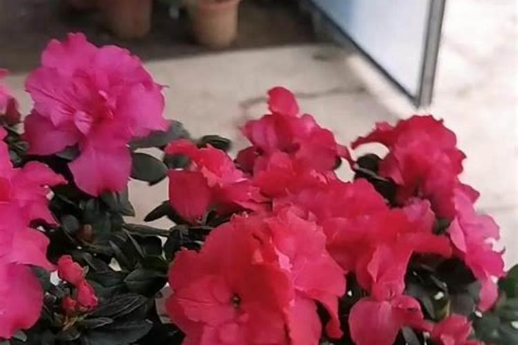 杜鹃花怎么有花蕾却不开花呢