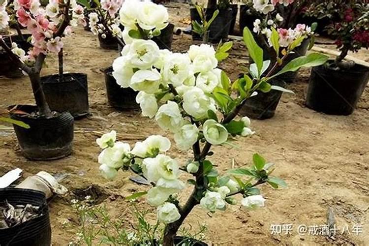 硼肥的正确使用方法