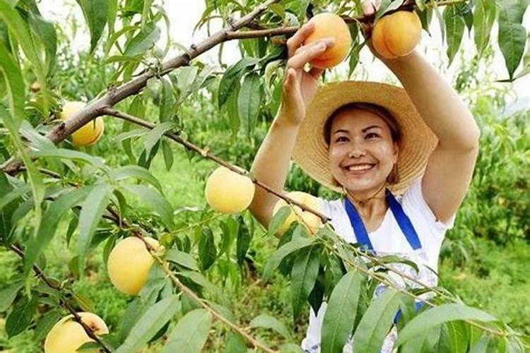 黄桃树施肥方法