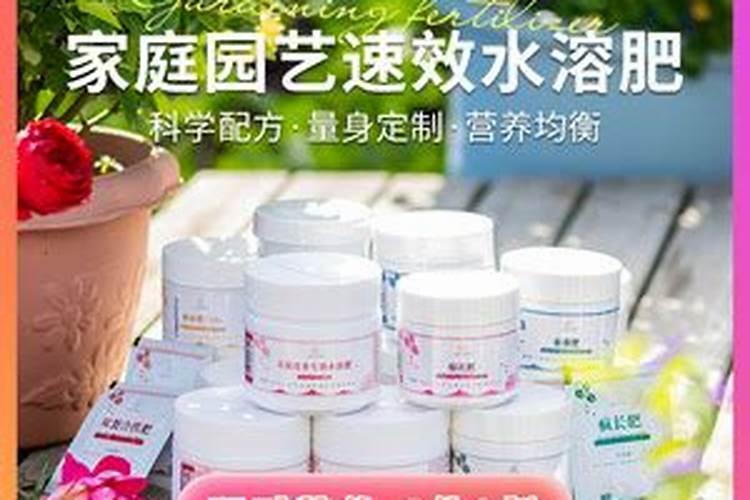 月季秋季施肥养护和注意事项