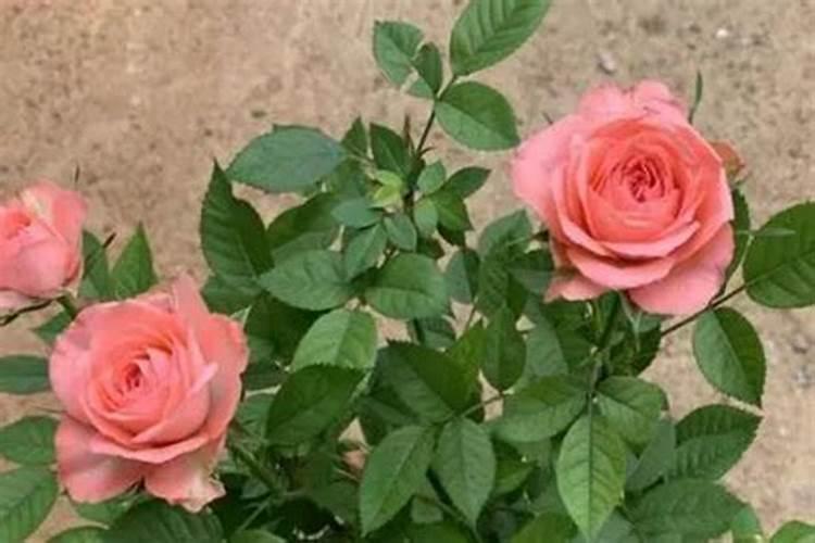 玫瑰浇什么肥料合适