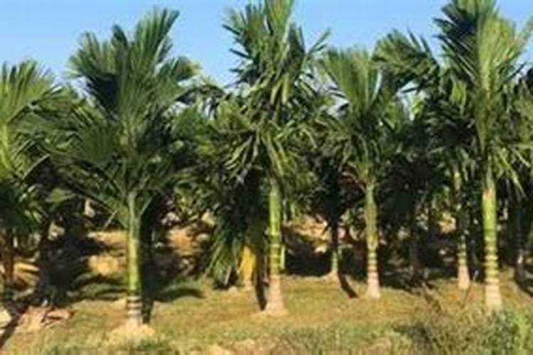 槟榔施什么肥保果 一年内结果开花多少次
