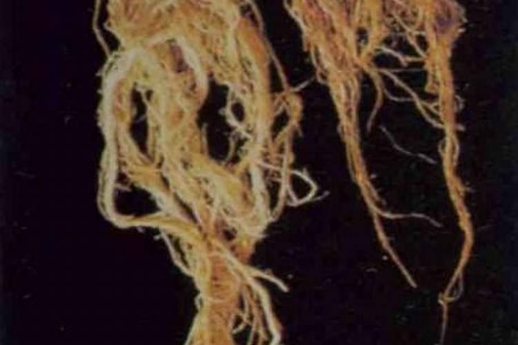 黄腐酸钾槟榔苗期能用吗