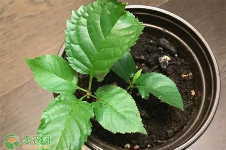 樱桃树底肥用哪种肥料最好？底肥用什么复合肥好？