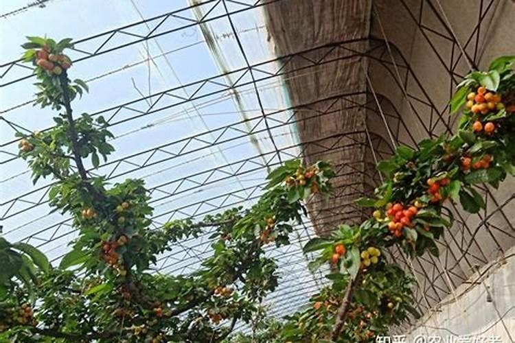 使樱桃高产秋季要怎么施肥？