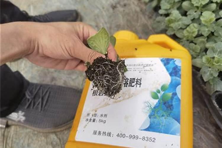 西瓜苗期用什么杀菌剂