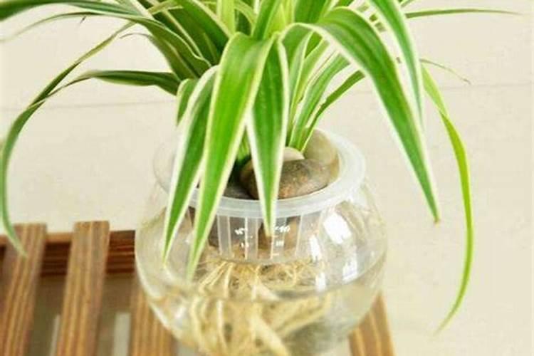 吊兰用什么肥料好