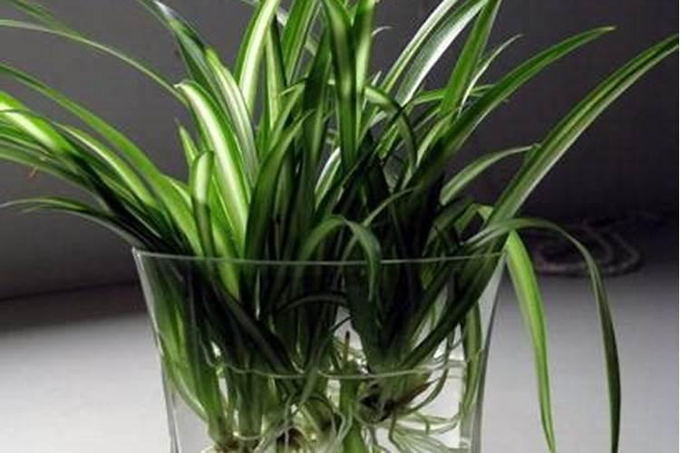 给吊兰施肥可以用哪种肥料？应该注意哪些问题？