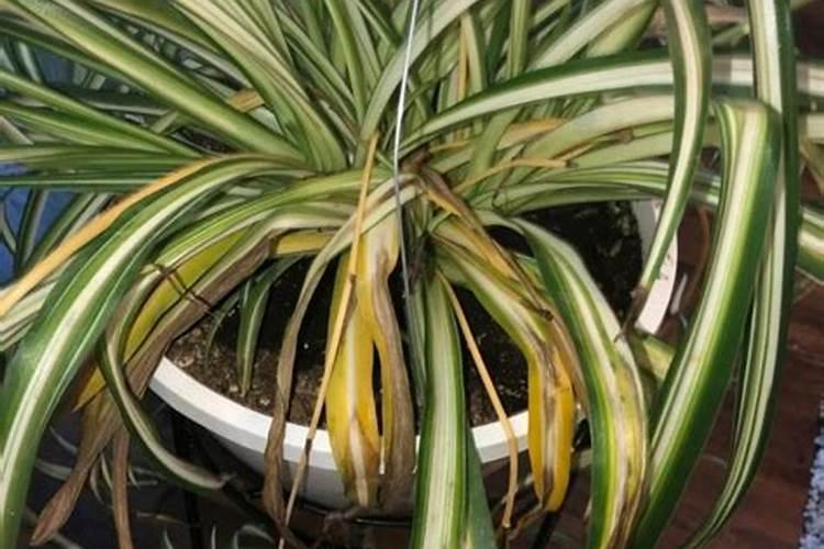 吊兰施肥应该施什么肥料 吊兰施肥应该施的肥料介绍