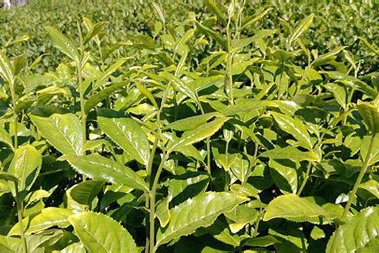 茶树要每天浇水施肥吗