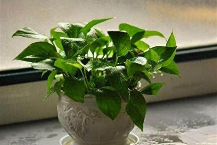 怎么选对茶叶成长好的水溶肥？