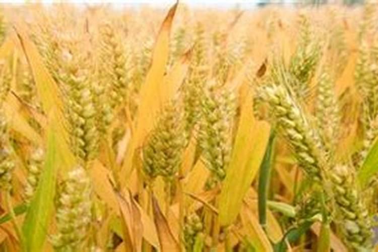 硼肥能直接撒在土上吗