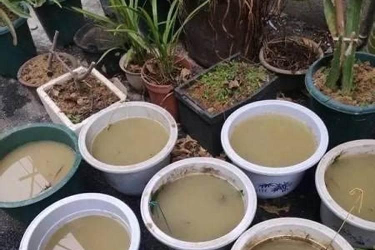 盆栽空根快生根的方法 盆栽空根怎样快生根