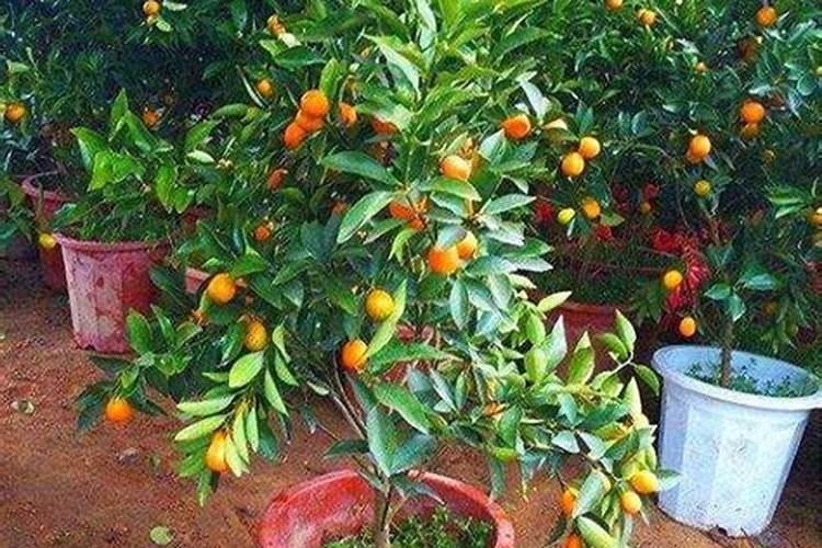 盆我桔子树开花结果期要施肥吗