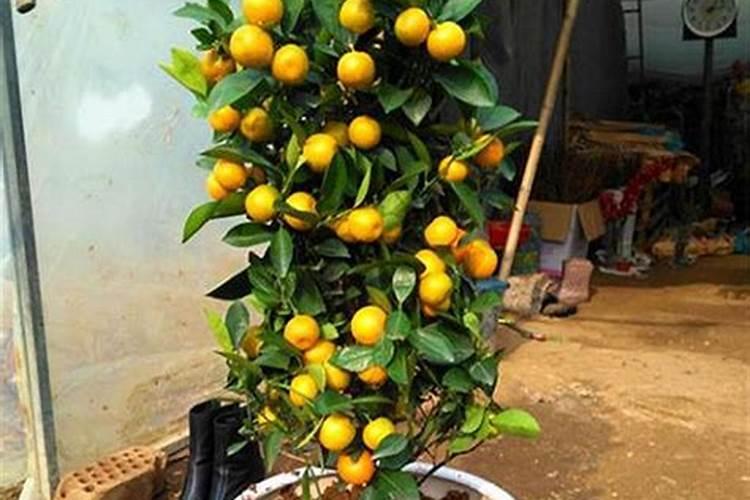 盆栽金桔什么时候施肥