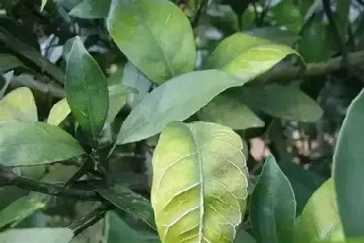 老师们 橙子树叶子变黄是怎么回事呀？