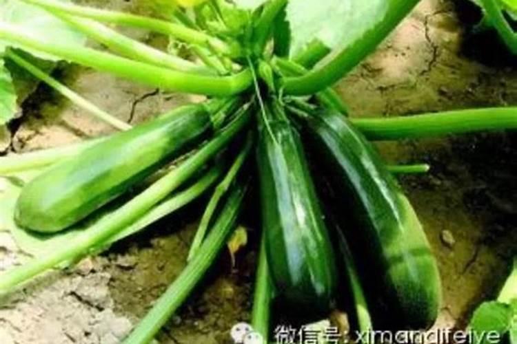 西葫芦的施肥误区和西葫芦的施肥要点都有什么？