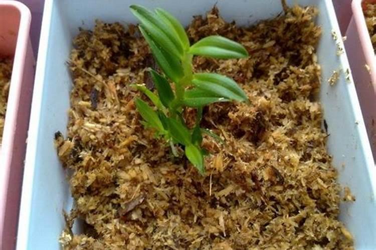 盆栽石斛兰花的叶面肥用那种好 盆栽石斛兰花的叶面肥哪那种最好呢