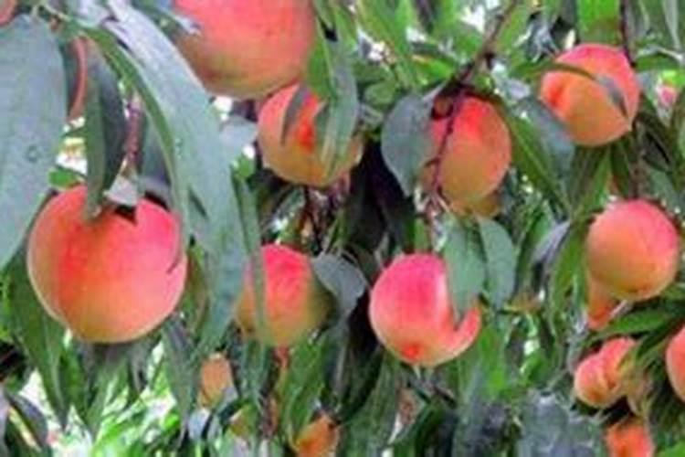 种黄桃施什么肥