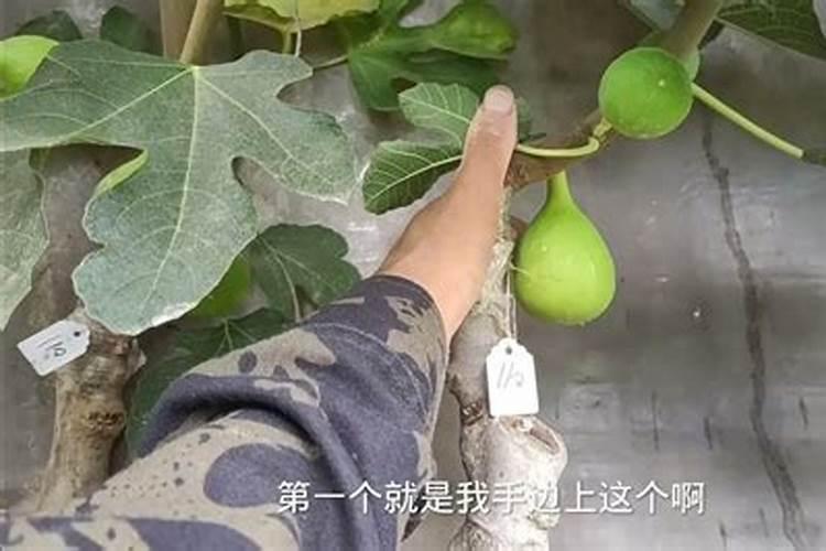 南充适合种植金丝黄菊吗？听说卖3元一朵,差的卖3角一朵。