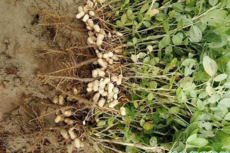 月季花施什么肥最好 适合用什么肥料