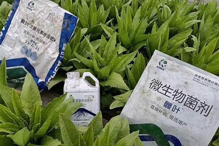 草木灰施肥的作用