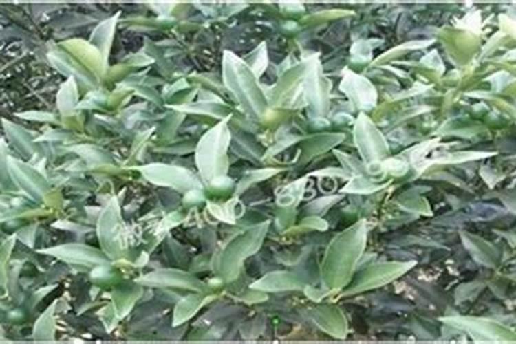 金桔结果时要施肥吗