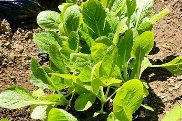 大白菜用什么肥料追肥(上几次肥最好,什么时候用肥)