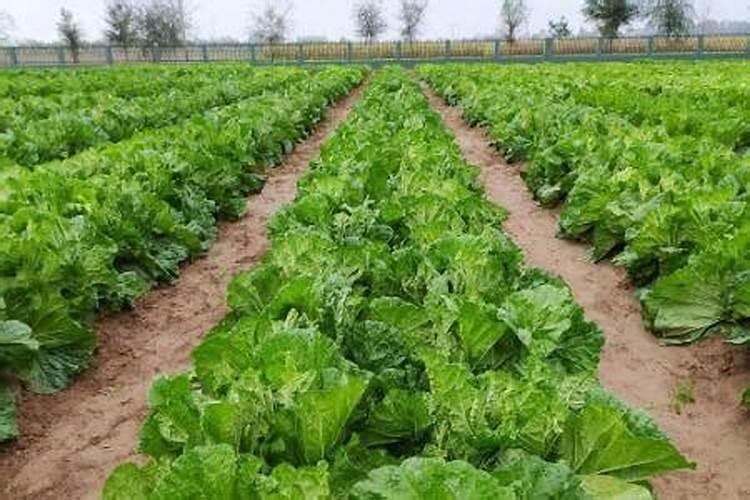 种植大白菜什么时候追肥(大白菜出苗后什么时候追肥)