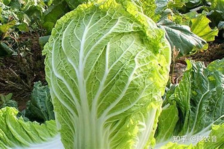 大白菜什么时候追肥好
