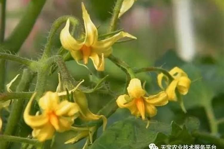 芸苔素内酯对西红柿有没有彭果做用