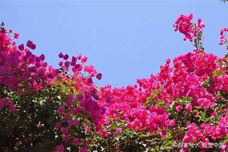 三角梅如何催花 正确的施肥方法