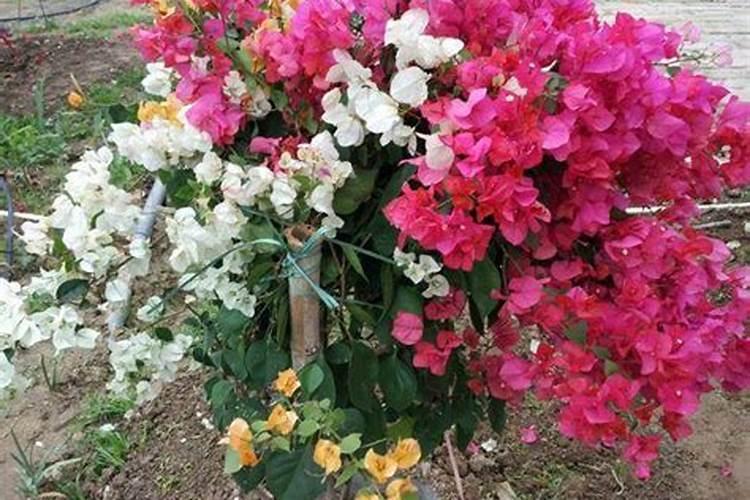 三角梅如何催花,,正确的施肥方法