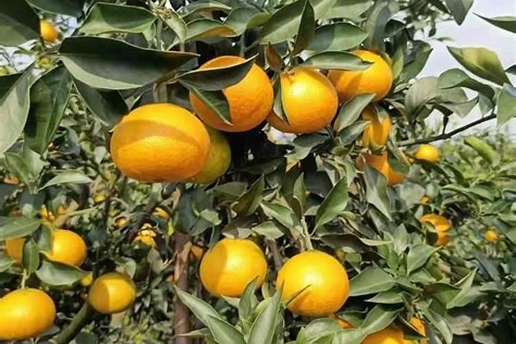 爱媛果子变黄怎么回事