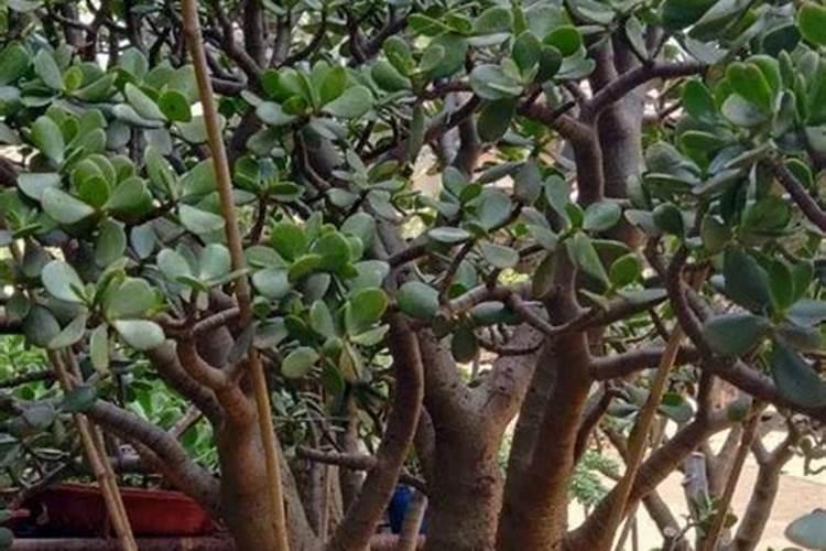 玉树施什么肥好