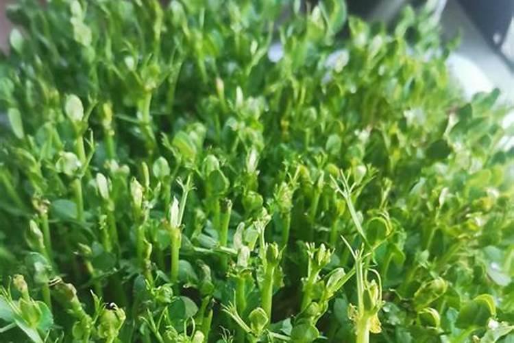 豌豆苗施什么肥料长的快长壮