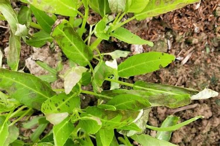 空心菜黄叶用什么肥和药