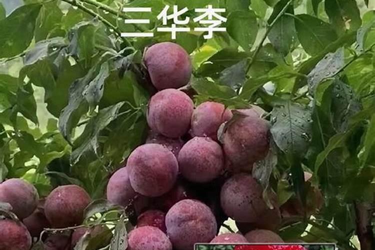 家庭自制有机肥料制作方法,烂水果发酵做肥料方法