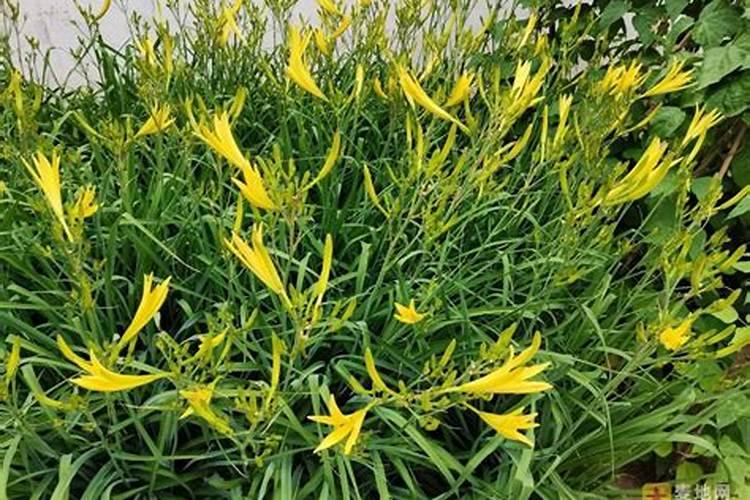 黄花菜栽培技术黄花菜什么时候种植