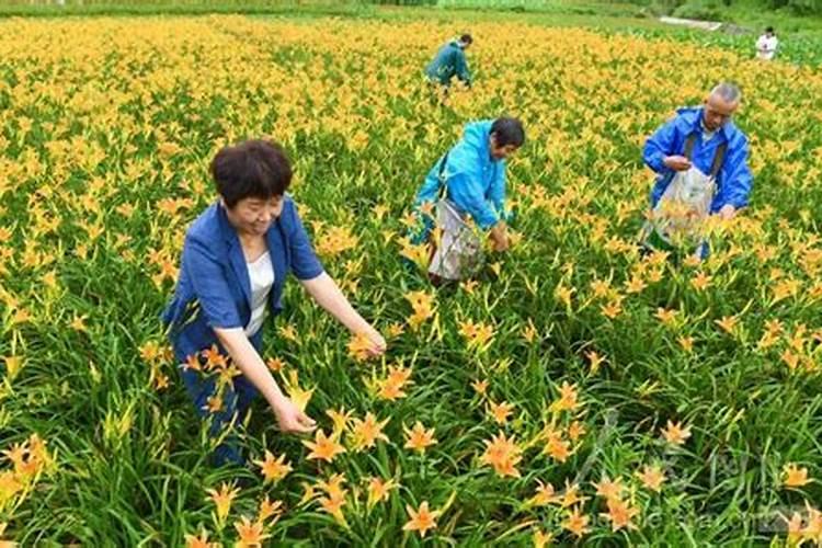 黄花菜苗子发黄干枯怎么办