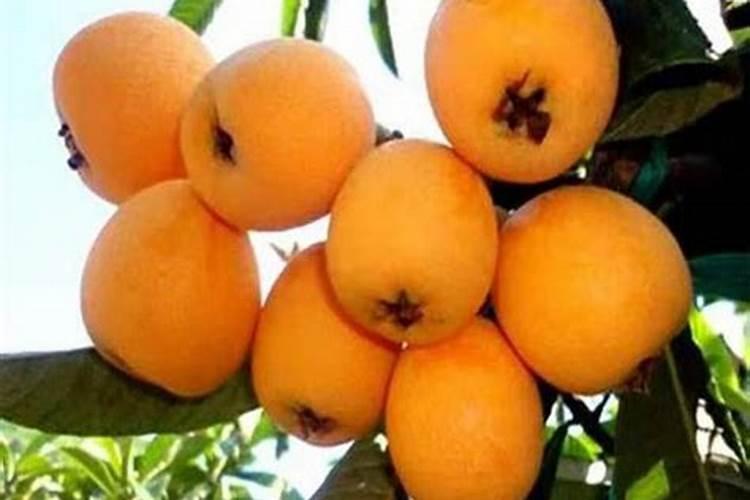 枇杷树每年分几个阶段施肥,每一个阶段该施什么肥？