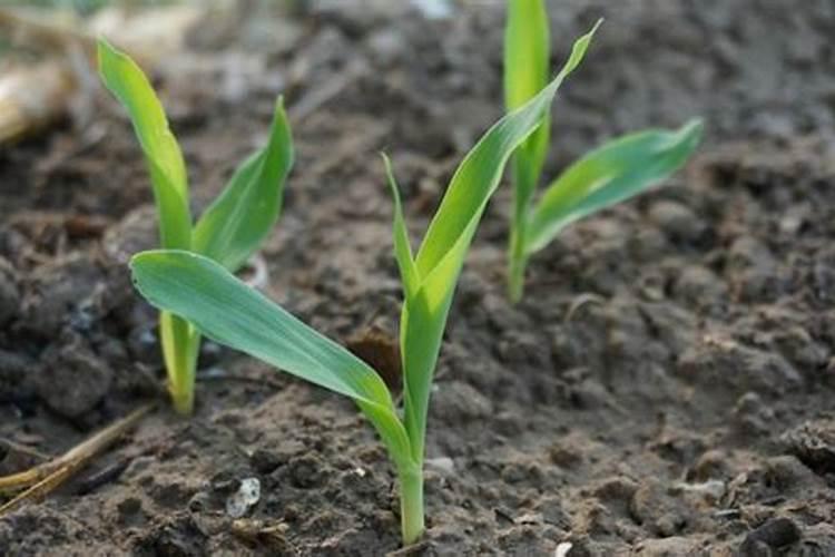 玉米打什么叶面肥最好