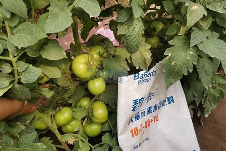 尿素能做水溶肥吗