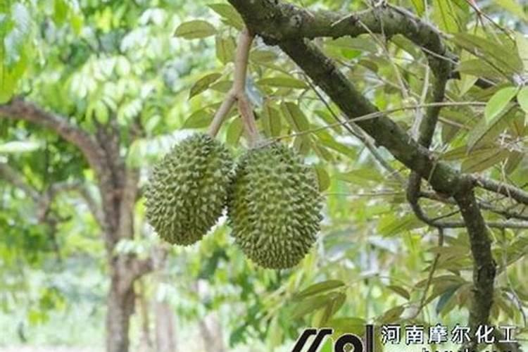 一颗当年结果的五年树龄的榴莲树,当年最多结多少果？