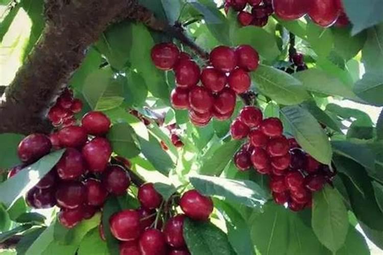 大樱桃树夏秋季节这样管理,下年可以多结果